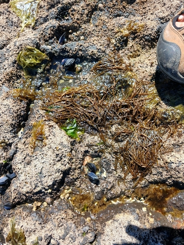 Scytosiphon lomentaria observed 2026-10-11
