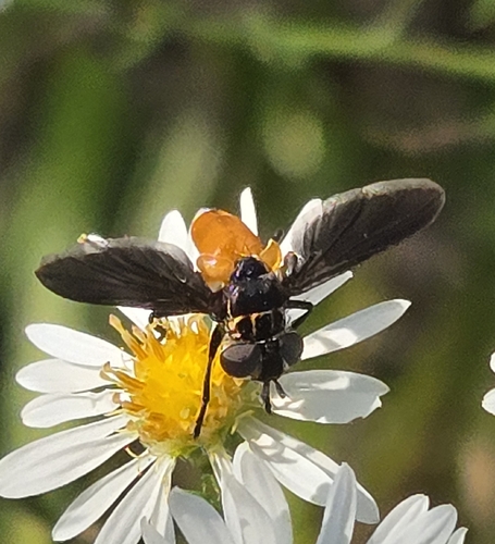 Swift Feather-legged Fly