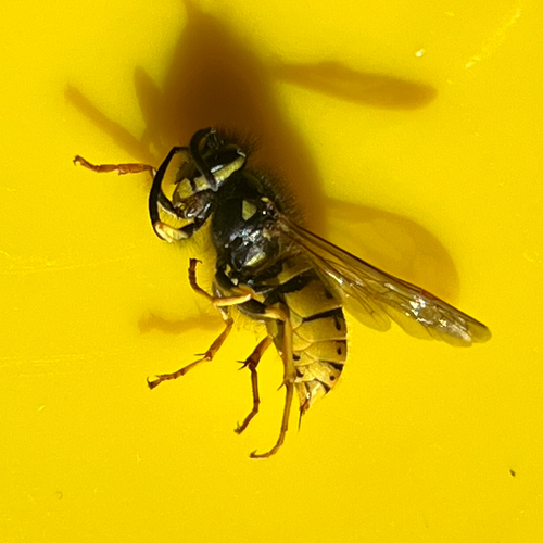 German Yellowjacket