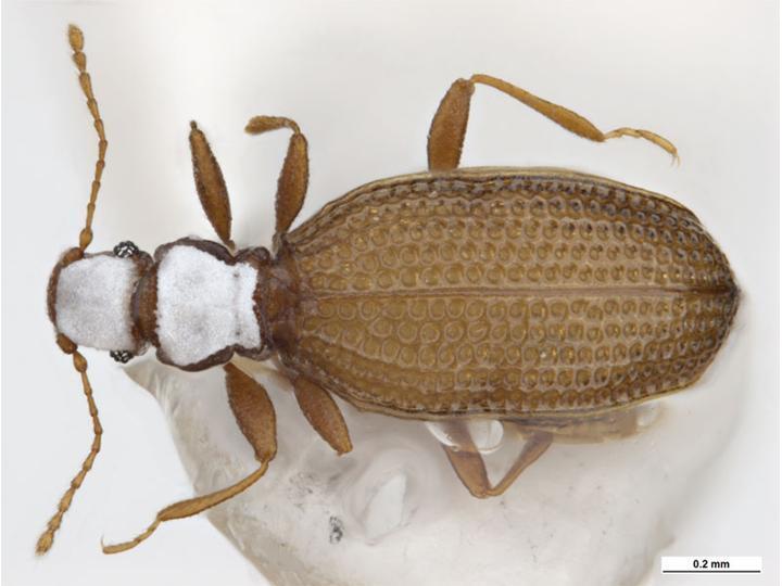 Eufallia