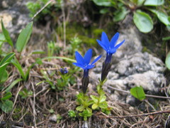 Gentiana bavarica