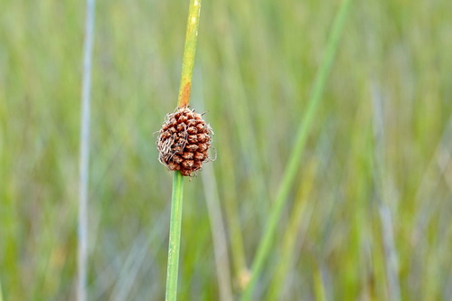 Chorizandra observed 2026-10-12