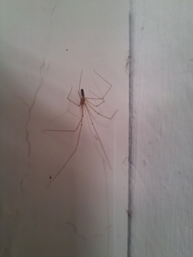 Long-bodied Cellar Spider