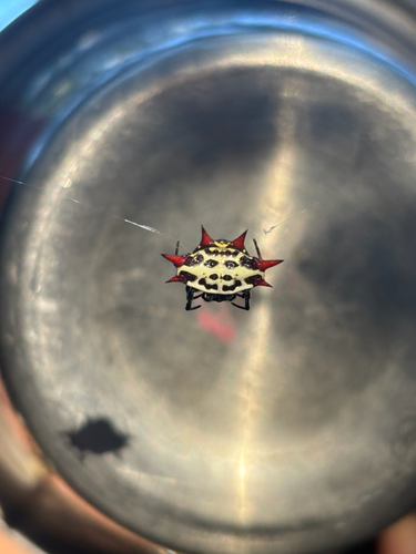 Spinybacked Orbweaver