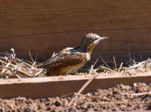 iNaturalist image