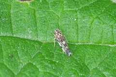 Eupteryx urticae
