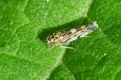 Eupteryx urticae