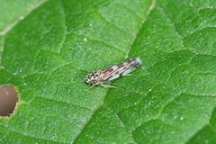 Eupteryx urticae