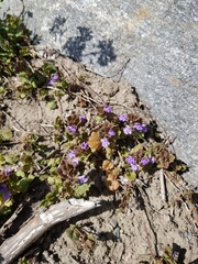 Glechoma hederacea