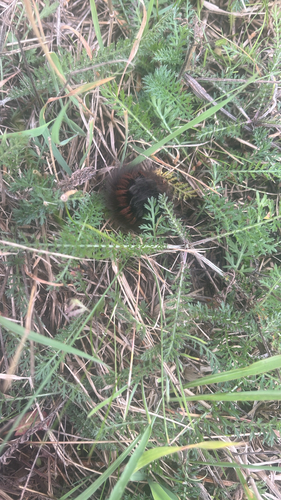 Fox Moth