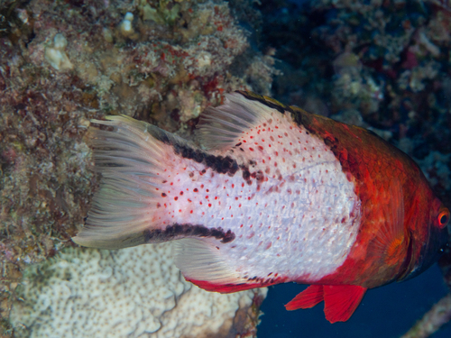 Bodianus anthioides observed 2026-10-02