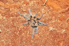 Harpactirinae