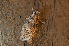 Semioscopis inornata