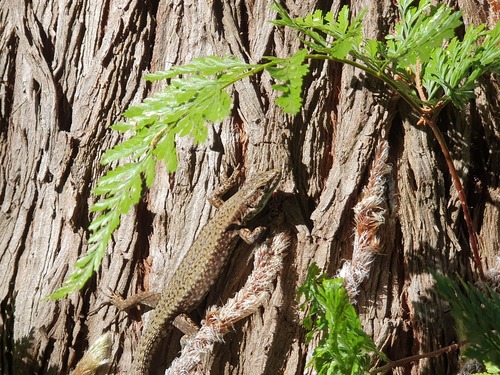Common Wall Lizard