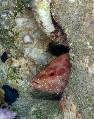 Cephalopholis hemistiktos observed 2026-10-02