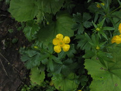 Ranunculus lanuginosus