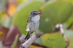 Blue-Headed Vireo photo 4