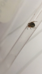 Araneus diadematus