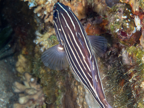 Grammistes sexlineatus observed 2026-10-02