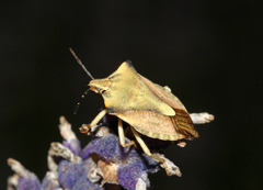 Carpocoris fuscispinus