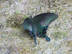 Papilio bianor thrasymedes