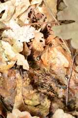 Glomeris tetrasticha