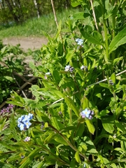 Myosotis