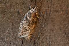 Semioscopis inornata