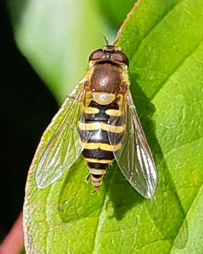 Common Flower Flies
