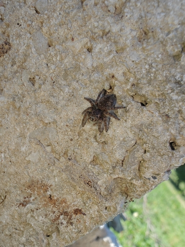 Red-bellied Jumping Spider