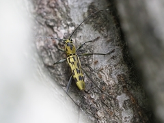 Demonax notabilis