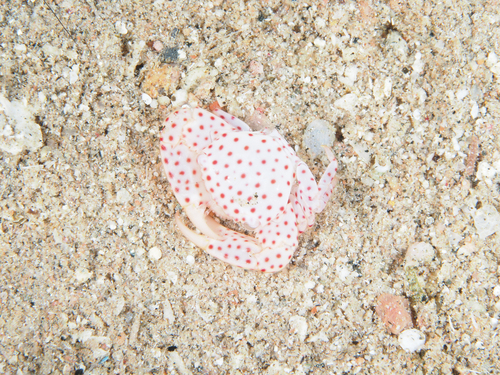 Trapezia tigrina observed 2026-10-02