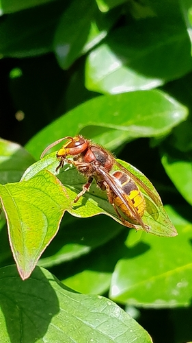 European Hornet