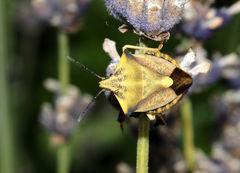 Carpocoris fuscispinus