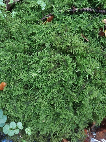 fern-leaved hook-moss
