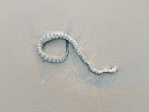 Hydrophis schistosus observed 2026-10-06