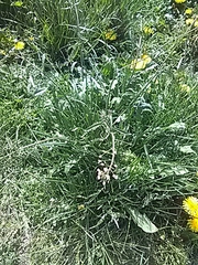 Capsella bursa-pastoris