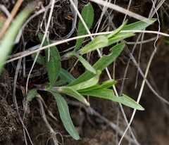 Silene repens