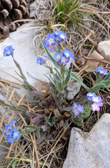 Myosotis lithospermifolia