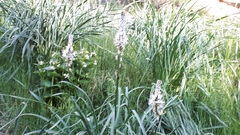 Asphodelus albus