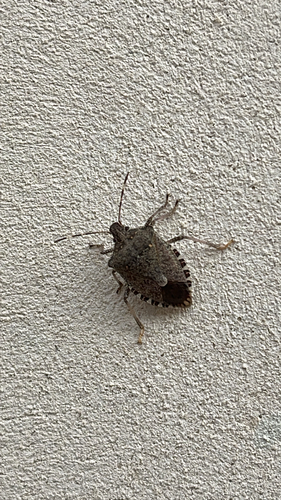 Brown Marmorated Stink Bug