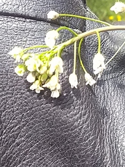 Capsella bursa-pastoris