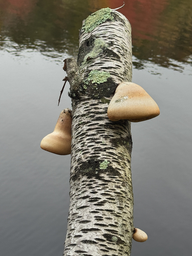 birch polypore