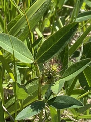 Trifolium medium