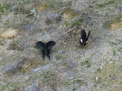 Papilio castor formosanus