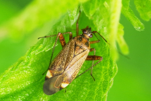 spotted plant bug, photo 3 of 10