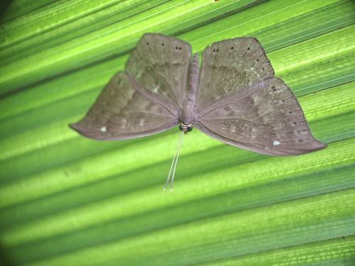 Eurybia pergaea
