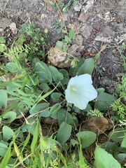 Calystegia collina
