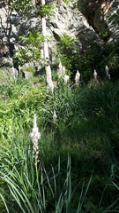 Asphodelus albus