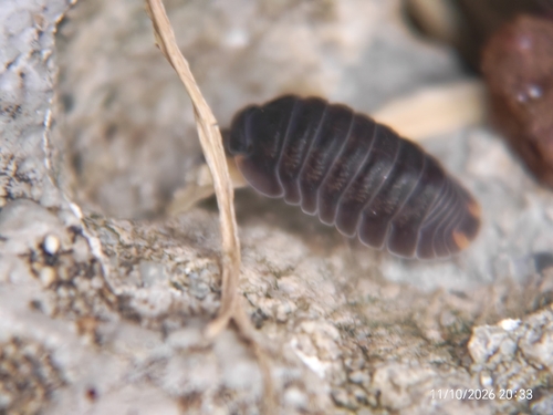 Little Sea Pill Woodlouse